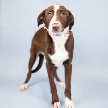 Chocolate Labrador Retriever and Border Collie Dogs Available for Adoption in Portland, Oregon - Colby | PetCurious