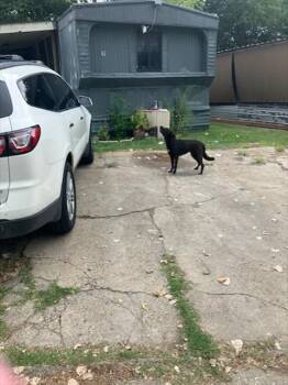 JOY -  Mixed Breed Dog for Adoption in Dallas, Texas - JOY | PetCurious