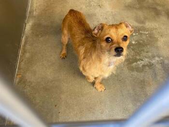 HECTOR -  Cairn Terrier and Mixed Breed Dog for Adoption in Tustin, California - HECTOR | PetCurious