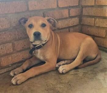 Labrador Retriever and Terrier Dogs Available for Adoption in El Dorado, Arkansas - Busta Brown | PetCurious