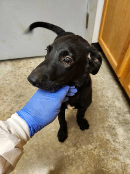 Rescue Shepherd and Mixed Breed Dogs for Adoption in Lockhart, Texas - Earth | PetCurious