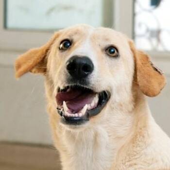 Rescue Yellow Labrador Retriever and Saluki Dogs for Adoption in Ridgefield, Washington - Mr. Happy Gary (Boji) | PetCurious