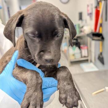 Quintus -  Mixed Breed Dog for Adoption in Greenville, South Carolina - Quintus | PetCurious