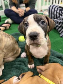 Sid -  Boxer and American Bulldog Dog for Adoption in Plain City, Ohio - Sid | PetCurious