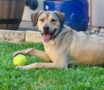 Rescue Labrador Retriever and Mixed Breed Dogs for Adoption in Fort Worth, Texas - Buddy | PetCurious