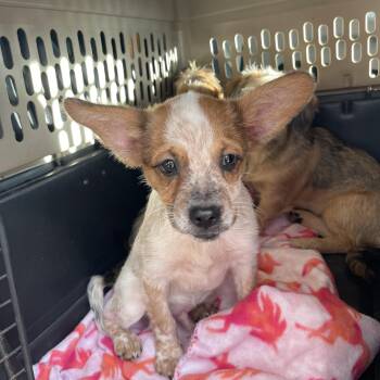 Carver -  Cattle Dog and Pomapoo Dog for Adoption in Gainesville, Virginia - Carver | PetCurious