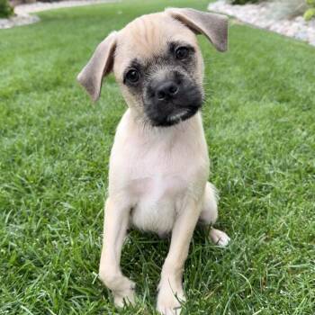 Shiloh -  Pug and Shepherd Dog for Adoption in Fort Collins, Colorado - Shiloh | PetCurious