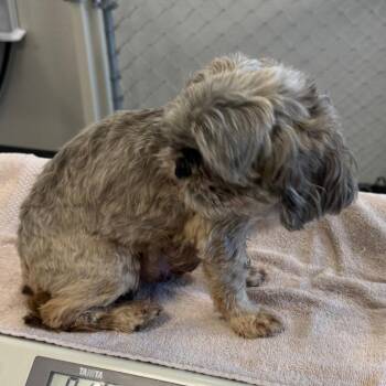 Sadie -  Mixed Breed Dog for Adoption in Las Cruces, New Mexico - Sadie | PetCurious