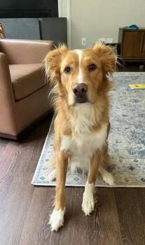 Hank -  Golden Retriever and Border Collie Dog for Adoption in Falls Church, Virginia - Hank | PetCurious