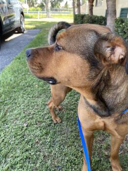 Staffordshire Bull Terrier and Labrador Retriever Dogs Available for Adoption in Lakeland, Florida - Miss Dottie | PetCurious