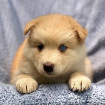 Marshmallow Pup - Peeps -  Shepherd and Husky Dog for Adoption in San Diego, California - Marshmallow Pup - Peeps | PetCurious
