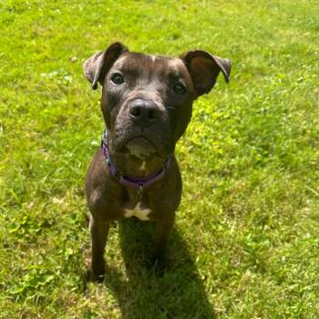 Nala -  Pit Bull Terrier Dog for Adoption in Pleasure Rdge, Kentucky - Nala | PetCurious