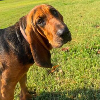 Roscoe in NH Come Meet our Adoptable Dogs Wednesday-Saturday. Mo -  Bloodhound Dog for Adoption in Manchester, New Hampshire - Roscoe In NH Come Meet Our Adoptable Dogs Wednesday-Saturday. Mo | PetCurious