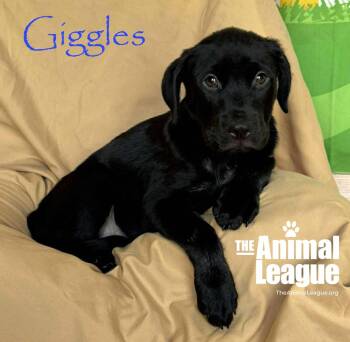 Labrador Retriever and Australian Cattle Dog Blue Heeler Dogs Available for Adoption in Groveland, Florida - Giggles | PetCurious