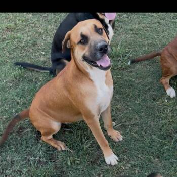 Rescue Mixed Breed Dogs for Adoption in Pottsboro, Texas - Nate | PetCurious