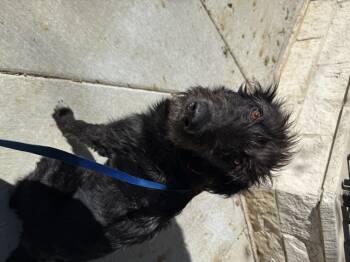 Rescue Irish Wolfhound and Labradoodle Dogs for Adoption in Carrollton, Texas - Ember | PetCurious