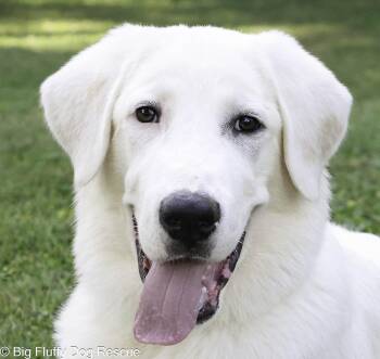 Rigby -  Great Pyrenees Dog for Adoption in Nashville, Tennessee - Rigby | PetCurious