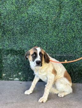 61762800 -  Saint Bernard and Mixed Breed Dog for Adoption in El Paso, Texas - 61762800 | PetCurious