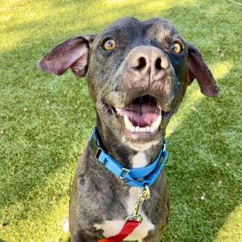 Mixed Breed Dogs Available for Adoption in Sarasota, Florida - Cole | PetCurious