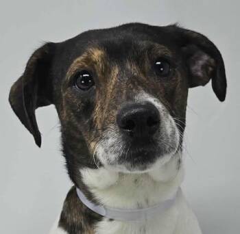 Rescue Chihuahua and Dachshund Dogs for Adoption in New York, New York - Pecan Pie *Foster Needed* | PetCurious