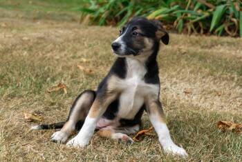 Jessie -  Border Collie and Australian Cattle Dog Blue Heeler Dog for Adoption in Bend, Oregon - Jessie | PetCurious