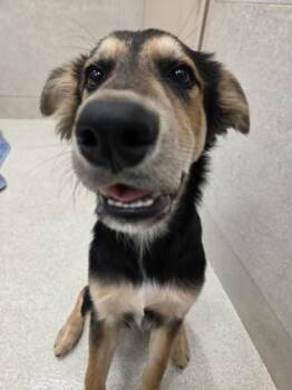 Doberman Pinscher and German Shepherd Dog Dogs Available for Adoption in Honolulu, Hawaii - Kilo | PetCurious