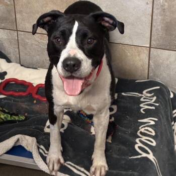 Pit Bull Terrier Dogs Available for Adoption in South Elgin, Illinois - Wynter | PetCurious