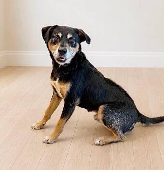 Apollo JD -  German Shepherd Dog and Mixed Breed Dog for Adoption in Georgetown, Ohio - Apollo JD | PetCurious