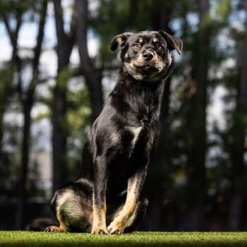Black Jack -  Mixed Breed Dog for Adoption in Jupiter, Florida - Black Jack | PetCurious