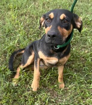 Rescue Coonhound and Mixed Breed Dogs for Adoption in Moultrie, Georgia - Enid | PetCurious