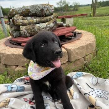 Black Labrador Retriever Dogs Available for Adoption in Quitman, Texas - GINNY | PetCurious