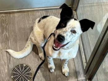 Australian Cattle Dog Blue Heeler and Mixed Breed Dogs Available for Adoption in Rowlett, Texas - EMBER | PetCurious