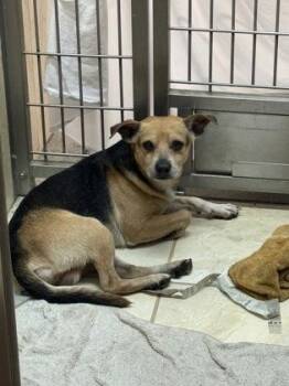 Noodles -  Mixed Breed Dog for Adoption in Honolulu, Hawaii - Noodles | PetCurious