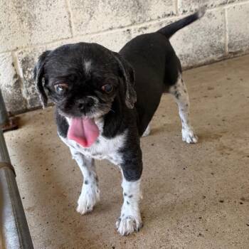 Dana -  Shih Tzu Dog for Adoption in Edinburg, Texas - Dana | PetCurious