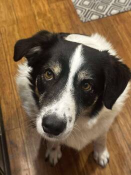 Rescue Collie Dogs for Adoption in Snyder, Texas - West | PetCurious