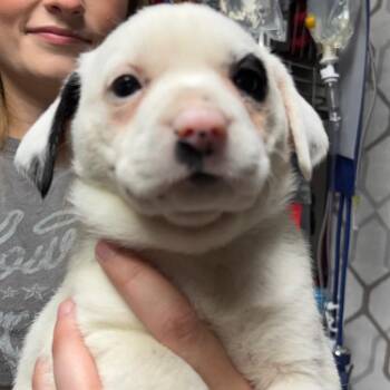 Mixed Breed Dogs Available for Adoption - Carson Fire Puppy | PetCurious
