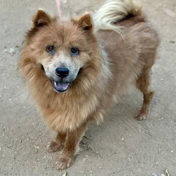 Fefe -  Chow Chow Dog for Adoption in Pelham, New Hampshire - Fefe | PetCurious