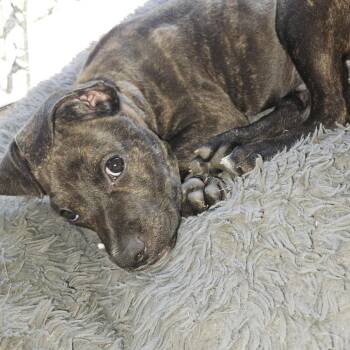 Murphy -  German Shepherd Dog and Terrier Dog for Adoption in San Antonio, Texas - Murphy | PetCurious