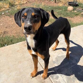 Lancelot -  Doberman Pinscher Dog for Adoption in Chico, California - Lancelot | PetCurious
