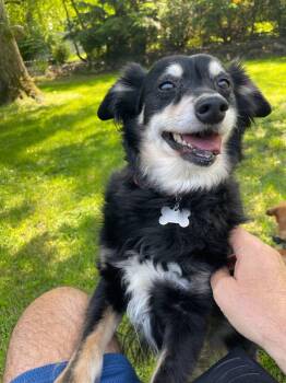 Rescue Chihuahua and Miniature Schnauzer Dogs for Adoption in Indianapolis, Indiana - Jake (From State Farm) | PetCurious