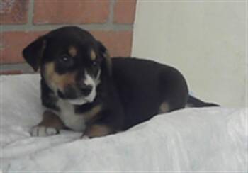 Labrador Retriever and Mixed Breed Dogs Available for Adoption in Houston, Texas - A2070136 | PetCurious