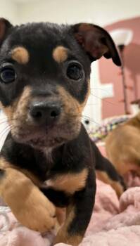 Chihuahua Dogs Available for Adoption in Alexander, Arkansas - Guac | PetCurious