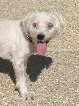 Sutton -  Poodle Dog for Adoption in Baker, Louisiana - Sutton | PetCurious