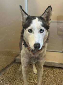 Rescue Siberian Husky Dogs for Adoption in Hackensack, Minnesota - Lucy | PetCurious