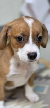 Misty -  Beagle and Terrier Dog for Adoption in Lovingston, Virginia - Misty | PetCurious