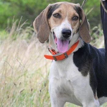 Holly -  Treeing Walker Coonhound Dog for Adoption in Okolona, Mississippi - Holly | PetCurious