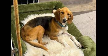Beth - 26123 -  Foxhound Dog for Adoption in Armonk, New York - Beth - 26123 | PetCurious