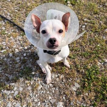 Chihuahua and Mixed Breed Dogs Available for Adoption in Huntsville, Alabama - Chico | PetCurious