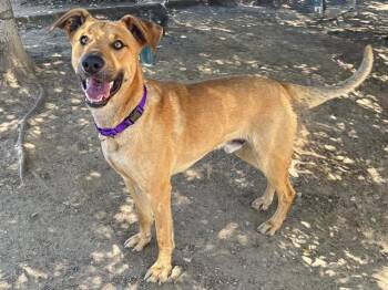 RANDY -  Black Mouth Cur and Mixed Breed Dog for Adoption in Martinez, California - RANDY | PetCurious