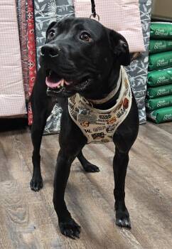 LANDO -  Labrador Retriever and Pit Bull Terrier Dog for Adoption in Grand Prairie, Texas - LANDO | PetCurious